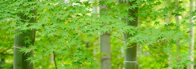 竹林